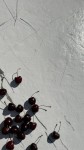 Керамогранит Мармо Тассос белый 119,7х59,7
